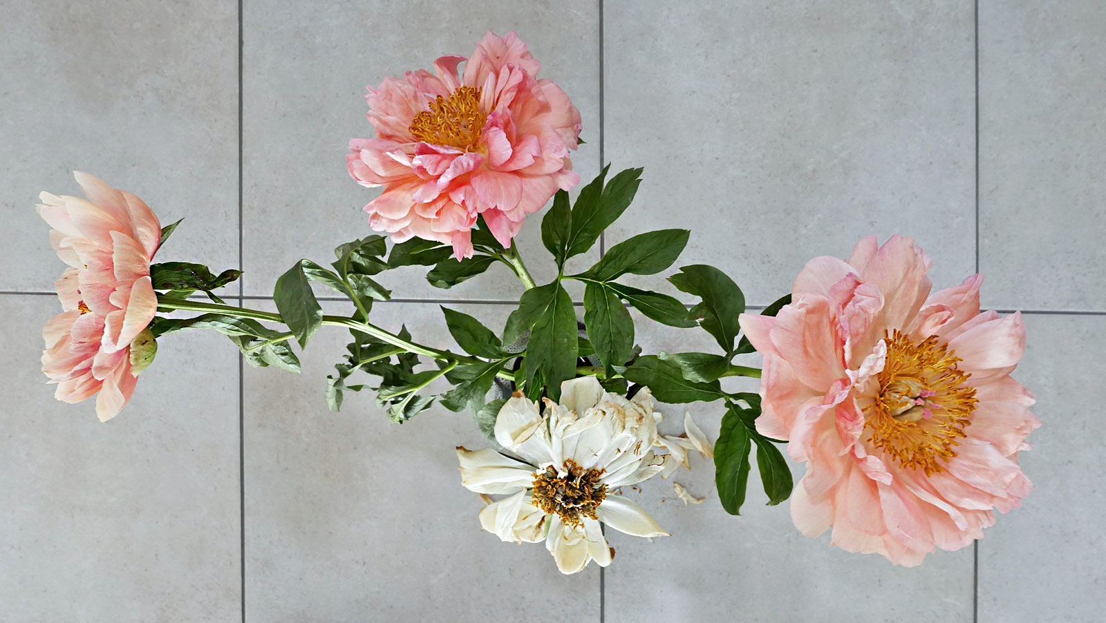 pfingstrosen im wandel