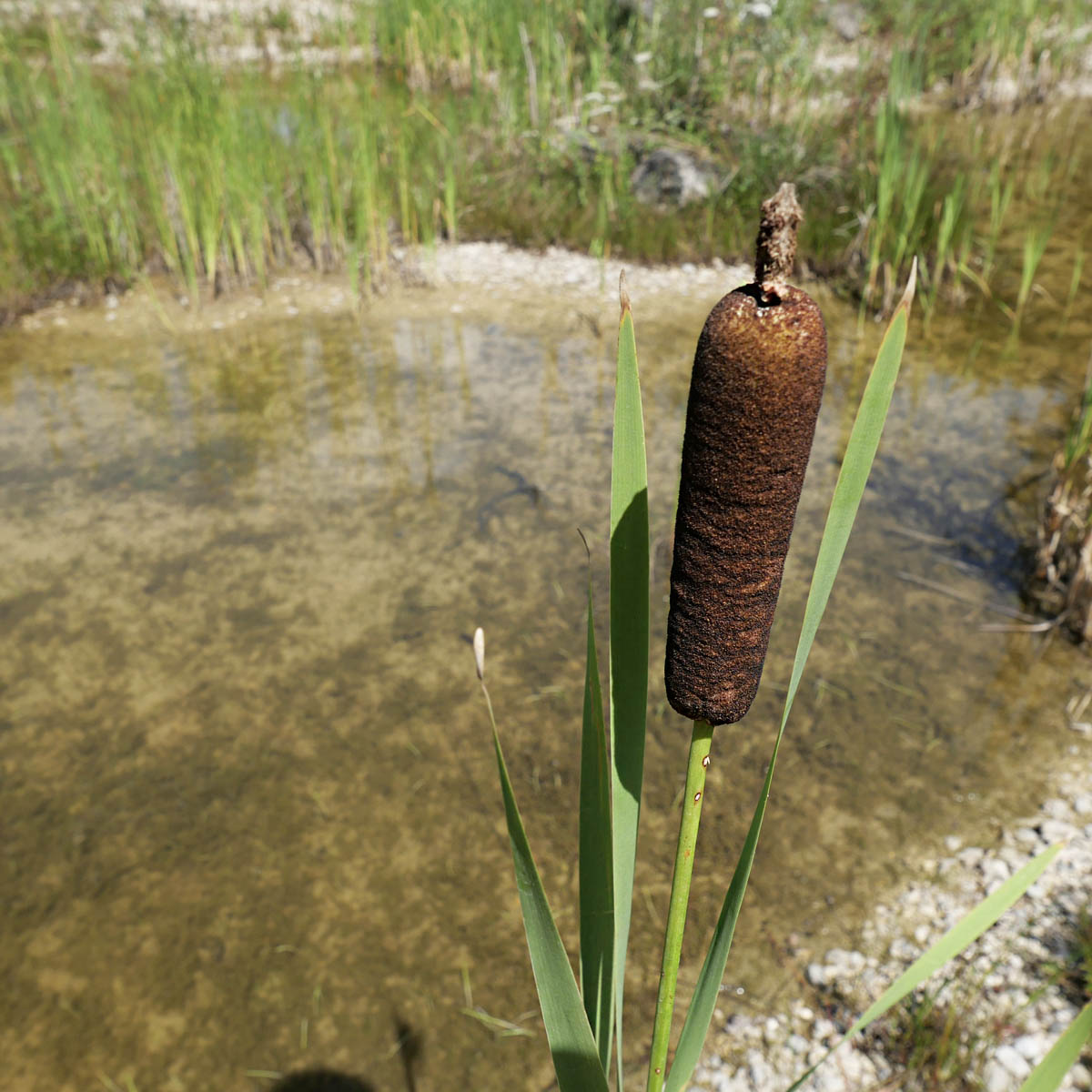 klingenthal pratteln