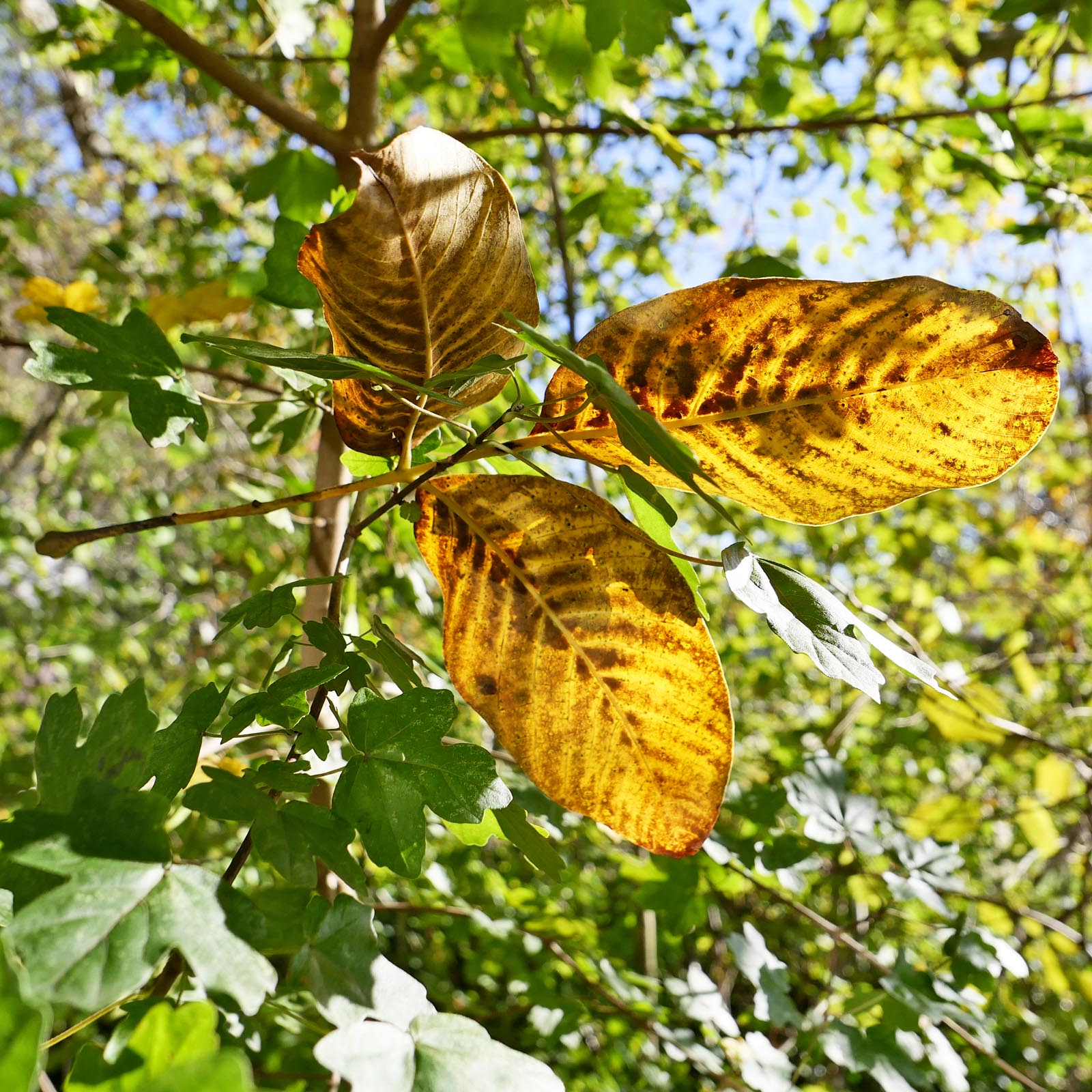 e schöne herbschtdaag im november