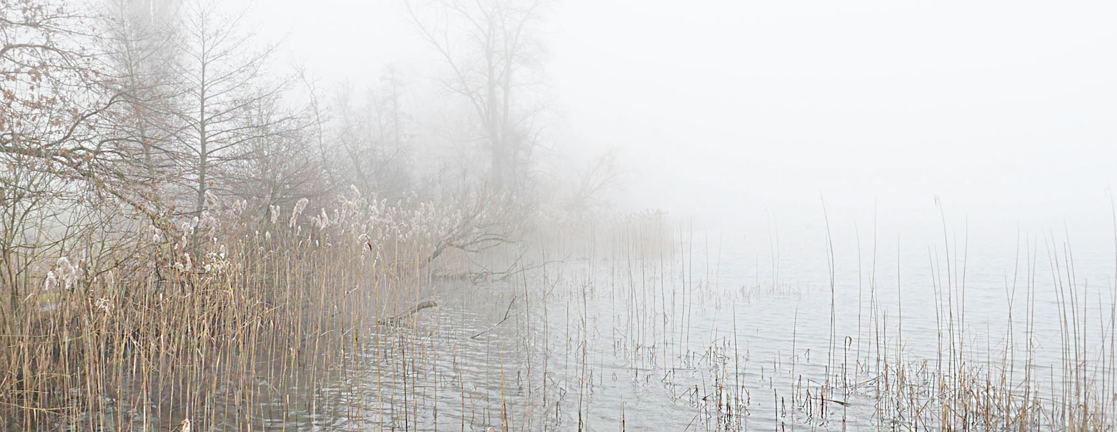 nebel am hallwilersee