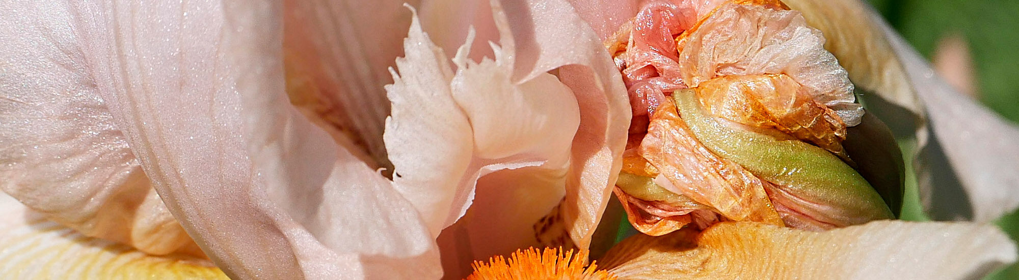 iris - die griechische göttin