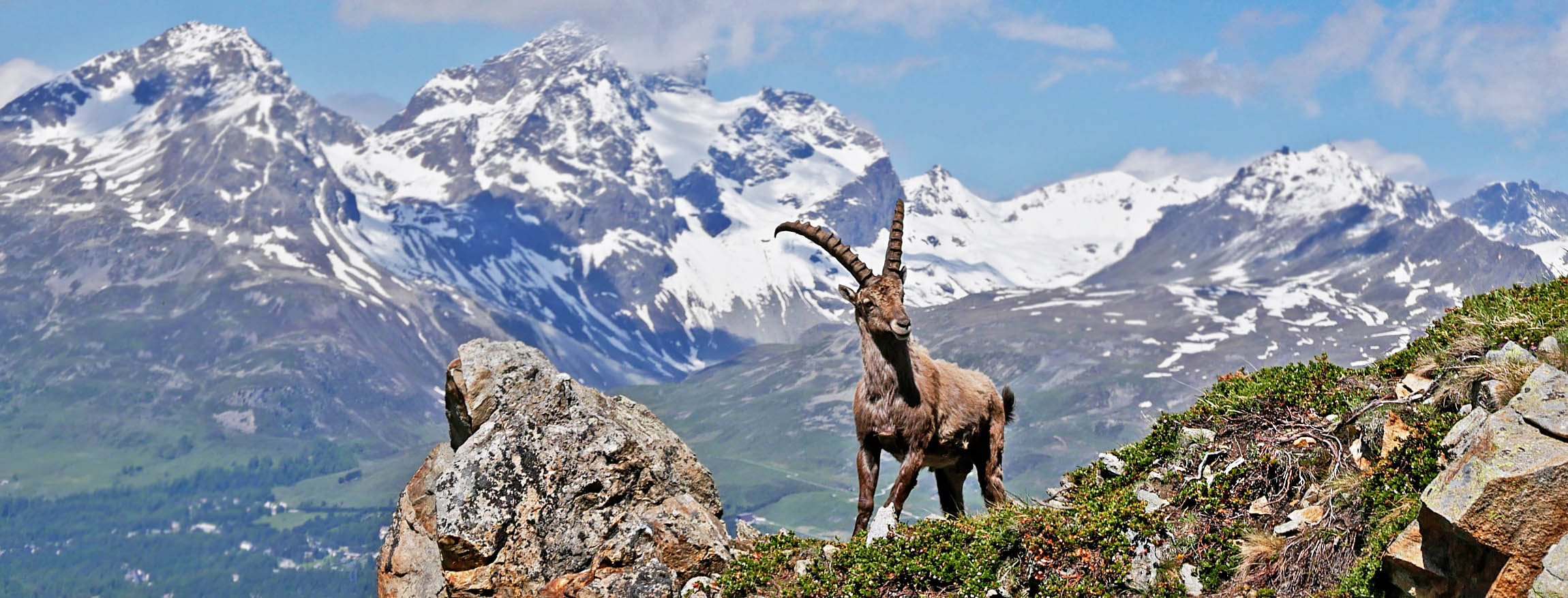 augenblicke mit steinböcken