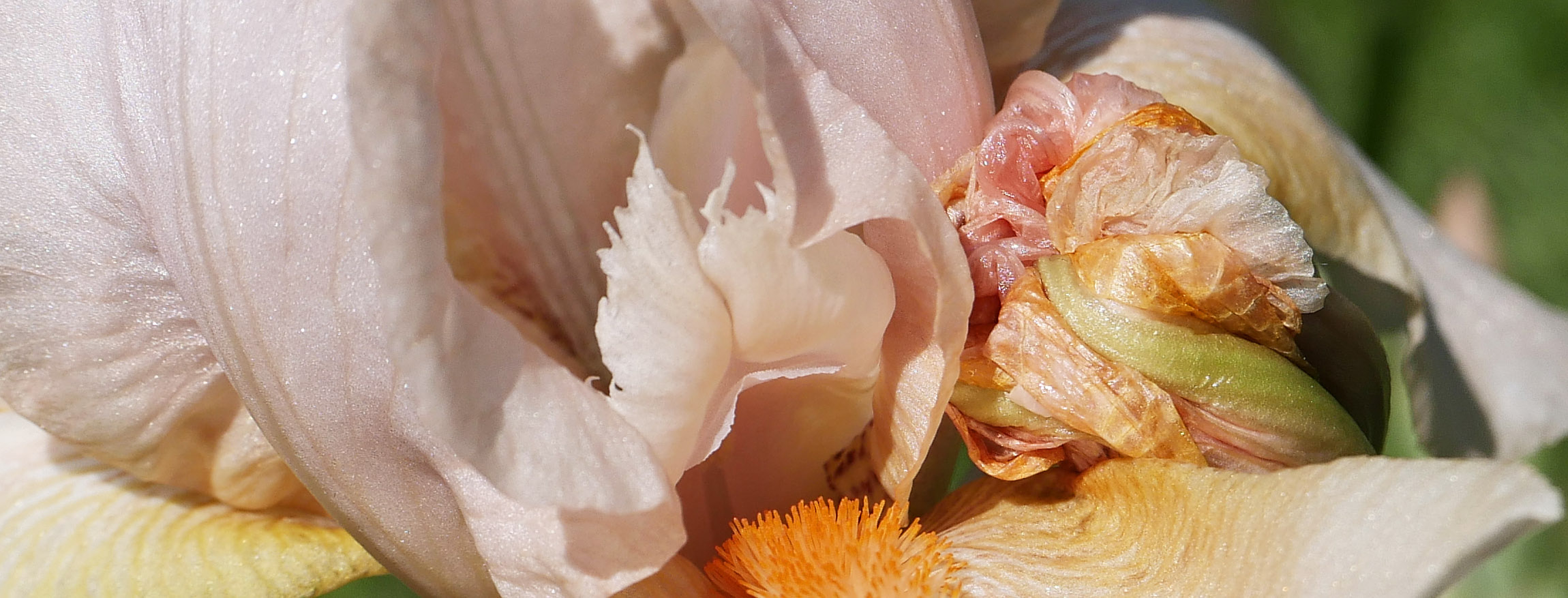 Iris - die griechische göttin